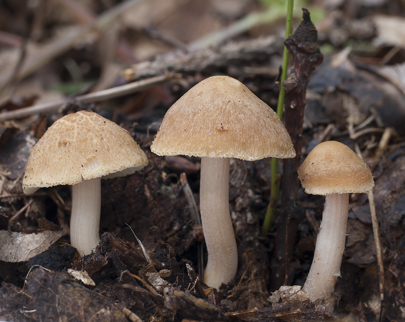 Inocybe cookei